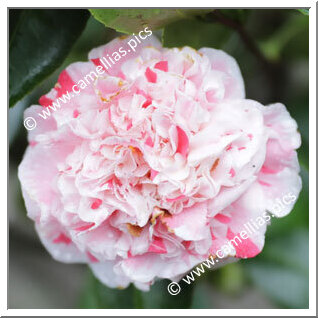 Camellia Japonica 'Fukurin-nishiki-mino'