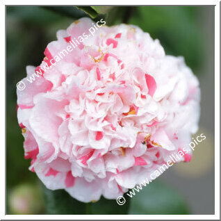 Camellia Japonica 'Fukurin-nishiki-mino'