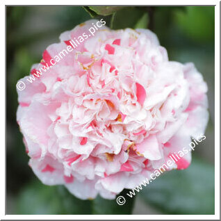 Camellia Japonica 'Fukurin-nishiki-mino'