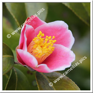 Camellia Japonica 'Fukurin-uraku'