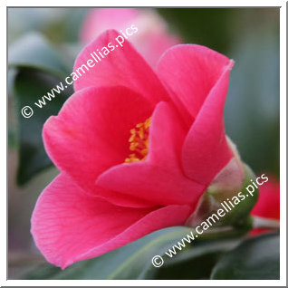 Camellia Japonica 'Fukushima-yuri'