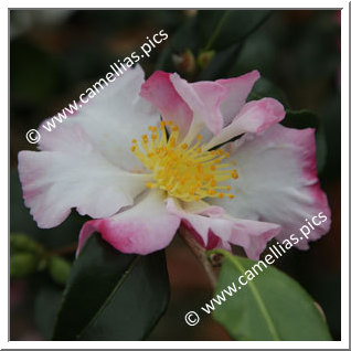 Camellia Sasanqua 'Fukuzutsumi'