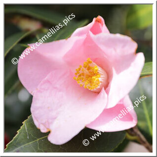 Camellia Wabisuke 'Funatsu'