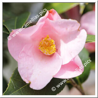 Camellia Wabisuke 'Funatsu'