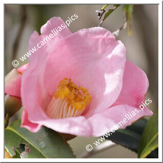 Camellia Wabisuke 'Funatsu'