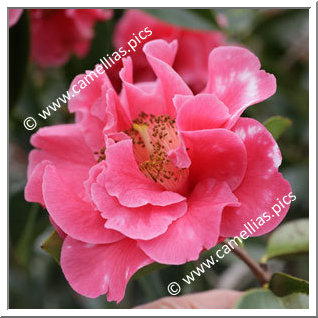 Camellia Reticulata 'Emma Gaeta Variegated'