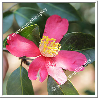 Camellia Sasanqua 'Gaisen '