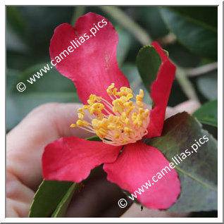 Camellia Sasanqua 'Gaisen '