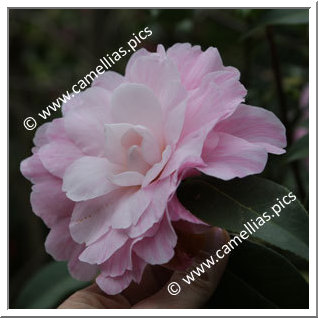 Camellia Hybrid C.x williamsii 'Galaxie'