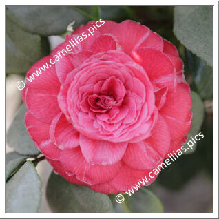 Camellia Japonica 'Galileo'