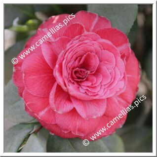 Camellia Japonica 'Galileo'