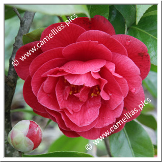 Camellia Japonica 'Gallant Array'