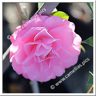 Camellia Hybrid C.x williamsii 'Garden Glory'