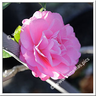 Camellia Hybrid C.x williamsii 'Garden Glory'
