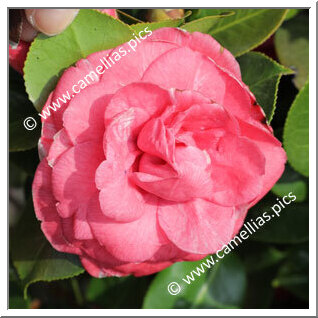 Camellia Japonica 'Garibaldi'