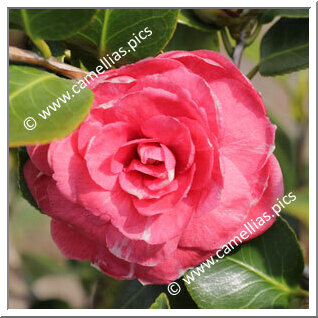 Camellia Japonica 'Garibaldi'