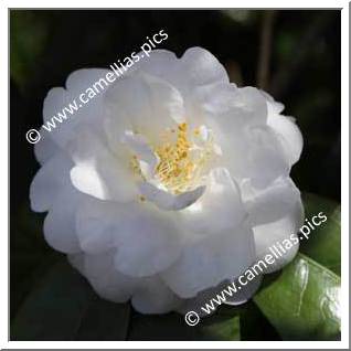 Camellia Japonica 'Gauntlettii'