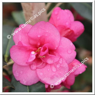 Camellia Hybrid 'Gay Baby'