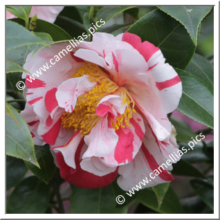 Camellia Japonica 'Gay Chieftain'