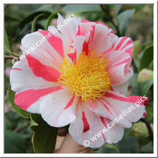 Camellia Japonica 'Gay Chieftain'