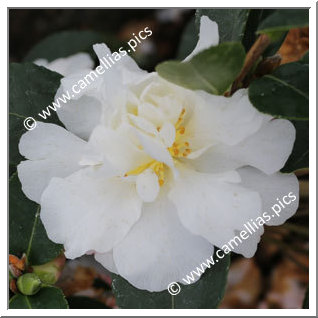 Camellia Sasanqua 'Gay Sue'