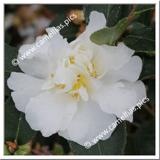 Camellia Sasanqua 'Gay Sue'