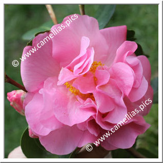 Camellia Hybrid C.x williamsii 'Gay Time'