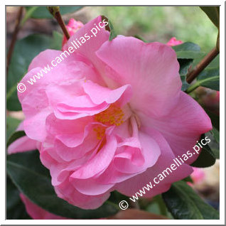 Camellia Hybride C.x williamsii 'Gay Time'