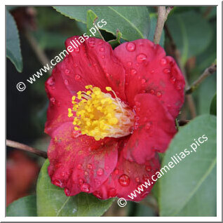 Camellia Japonica 'ALM Gaynolé'