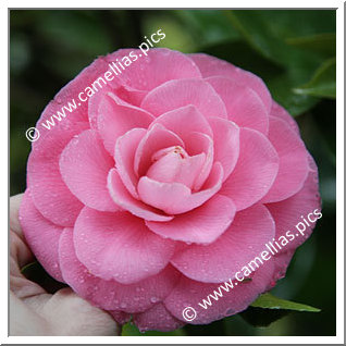 Camellia Japonica 'Gee Homeyer'