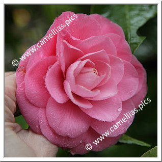 Camellia Japonica 'Gee Homeyer'