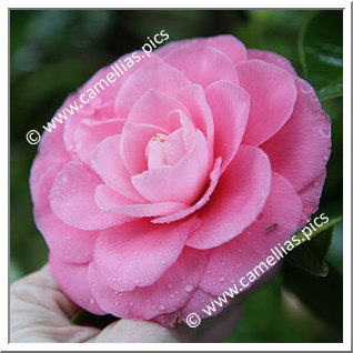 Camellia Japonica 'Gee Homeyer'
