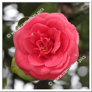 Camellia Japonica 'Général Bem'