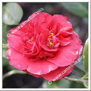 Camellia Japonica 'Général Cambronne '
