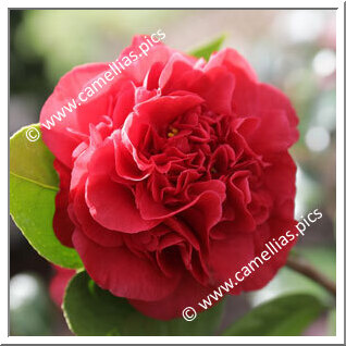 Camellia Japonica 'Général Cambronne '