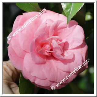 Camellia Japonica 'General Cialdini'