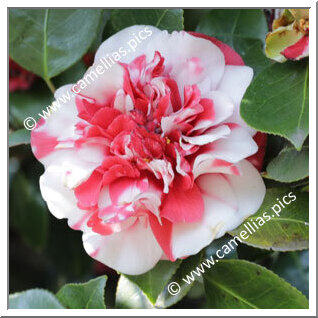 Camellia Japonica 'General Colletti'