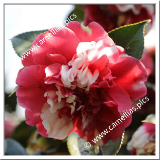 Camellia Japonica 'General Colletti'