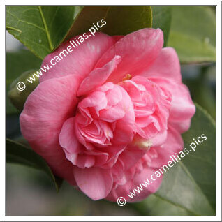 'Général Lamoricière Pink'