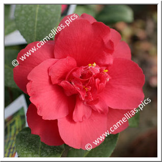 Camellia Japonica 'Général Leclerc'