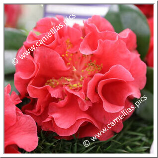 Camellia Reticulata 'General Quadros Flores'