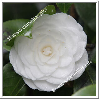 Camellia Japonica 'General Washington'