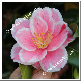 Camellia Japonica 'Genji-awase'