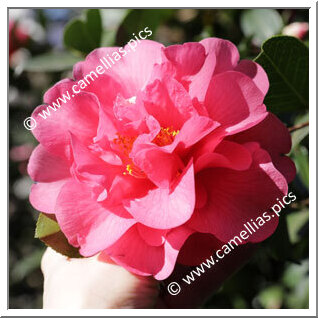 Camellia Hybrid C.x williamsii 'George Blandford'