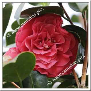 Camellia Japonica 'General George Patton'