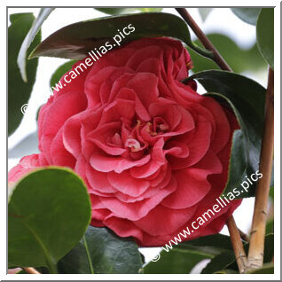 Camellia Japonica 'General George Patton'