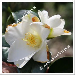 Camellia Japonica 'Germaine de Kerret'