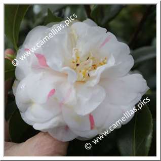 Camellia Japonica 'Germaine Niel '