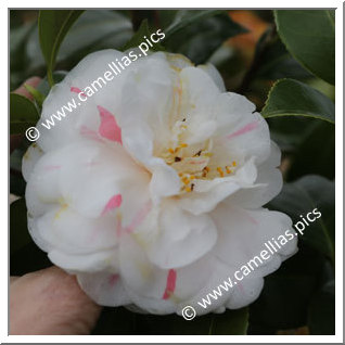 Camellia Japonica 'Germaine Niel '