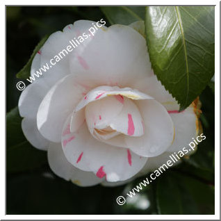 Camellia Japonica 'Germaine Niel '